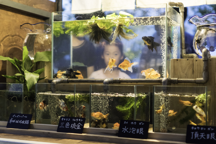 東京金魚プロジェクト